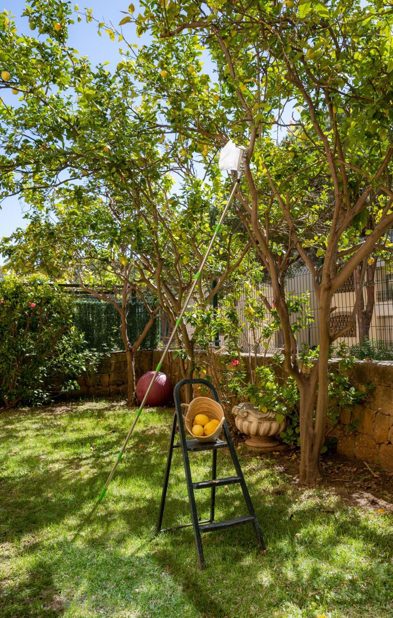Limones De Genova ,150 M Playa Elviria * Marbella